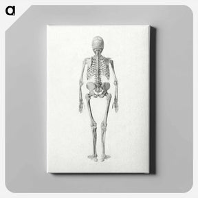 アートパネル-Human Skeleton, Posterior View
 - ジョージ スタッブス Canvas.