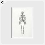 アートポストカード-Human Skeleton, Posterior View
 - ジョージ スタッブス Postcard.