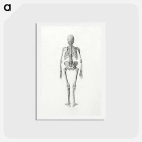 アートポストカード-Human Skeleton, Posterior View
 - ジョージ スタッブス Postcard.