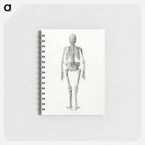 アートメモ帳-Human Skeleton, Posterior View
 - ジョージ スタッブス Memo.