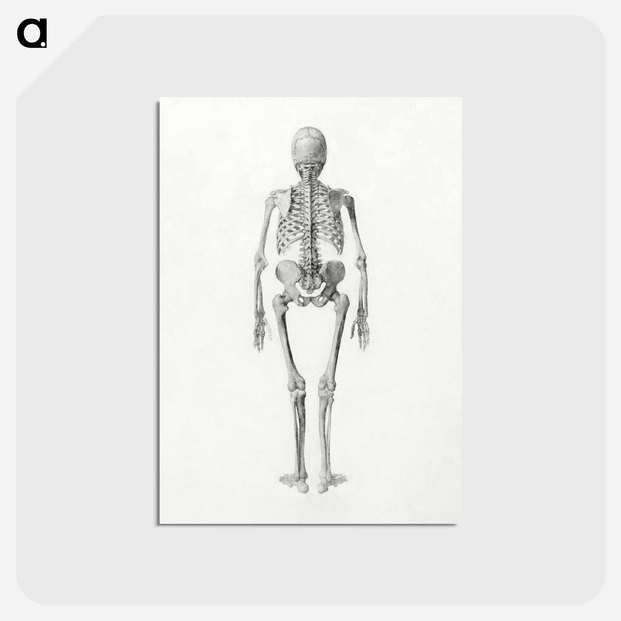 アートポストカード-Human Skeleton, Posterior View
 - ジョージ スタッブス Postcard.