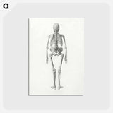 アートポストカード-Human Skeleton, Posterior View
 - ジョージ スタッブス Postcard.