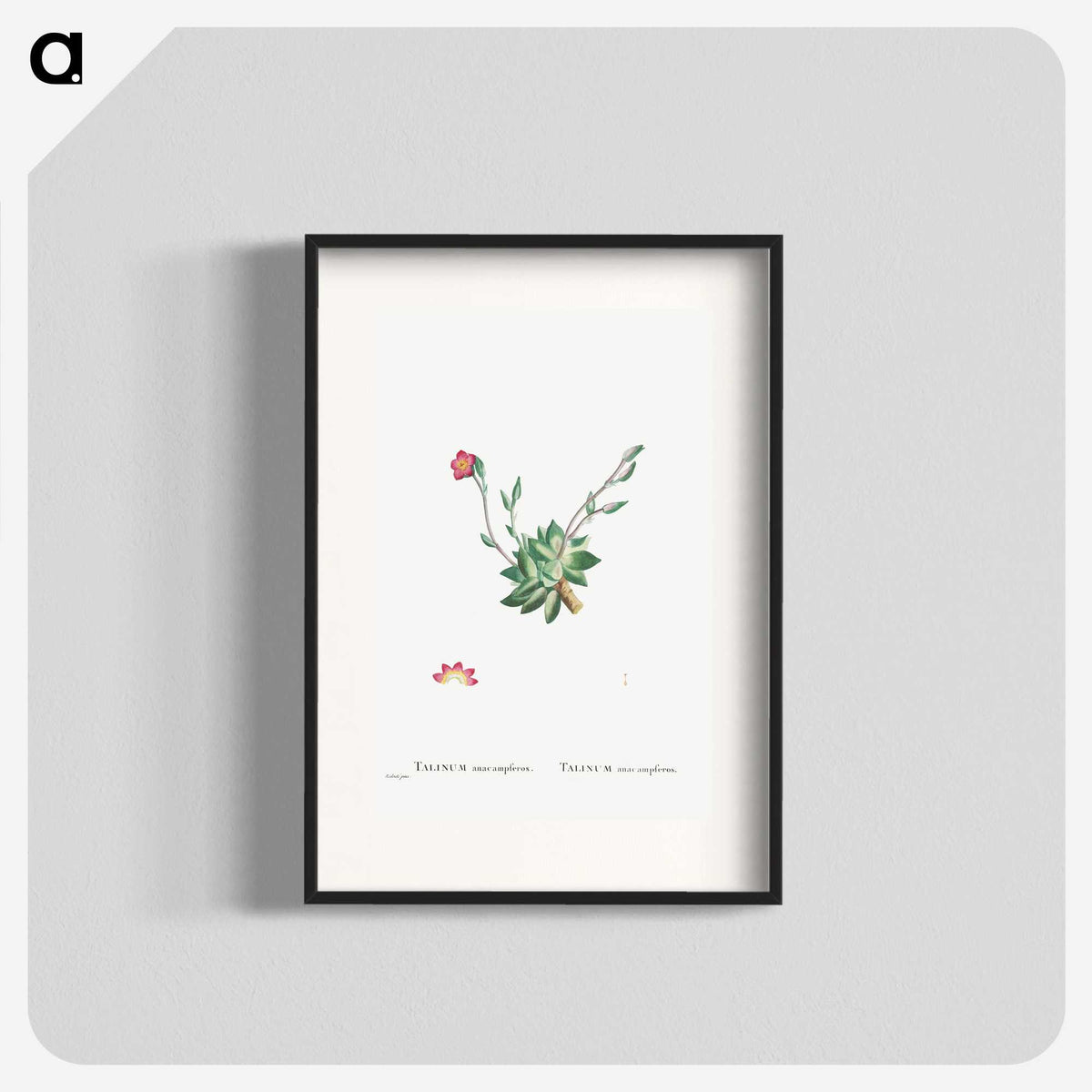 2-39_Histoire-des-Plantes-Grasses_blk