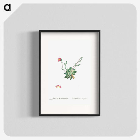 2-39_Histoire-des-Plantes-Grasses_blk