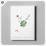 2-39_Histoire-des-Plantes-Grasses_canvas
