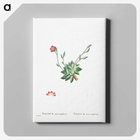2-39_Histoire-des-Plantes-Grasses_canvas