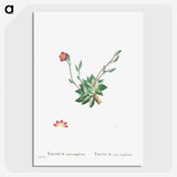 2-39_Histoire-des-Plantes-Grasses_picture-crop