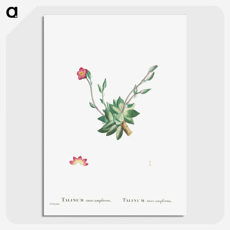 2-39_Histoire-des-Plantes-Grasses_picture-crop