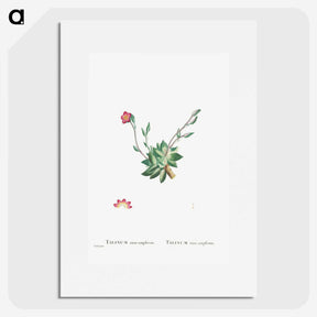 2-39_Histoire-des-Plantes-Grasses_picture