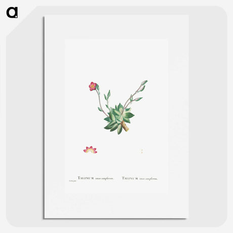 2-39_Histoire-des-Plantes-Grasses_picture