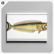 2-39_Ichtyologie-ou-Histoire-naturelle_canvas