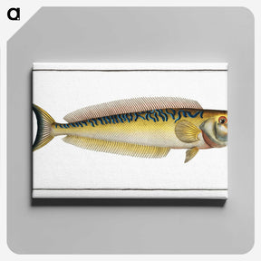2-39_Ichtyologie-ou-Histoire-naturelle_canvas