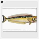 2-39_Ichtyologie-ou-Histoire-naturelle_picture-crop