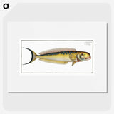 2-39_Ichtyologie-ou-Histoire-naturelle_picture