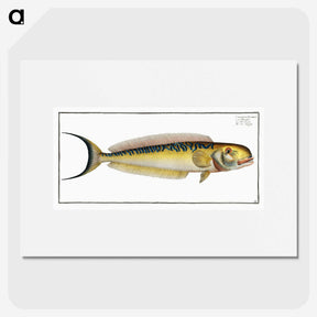 2-39_Ichtyologie-ou-Histoire-naturelle_picture