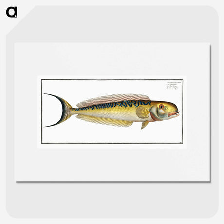 2-39_Ichtyologie-ou-Histoire-naturelle_picture