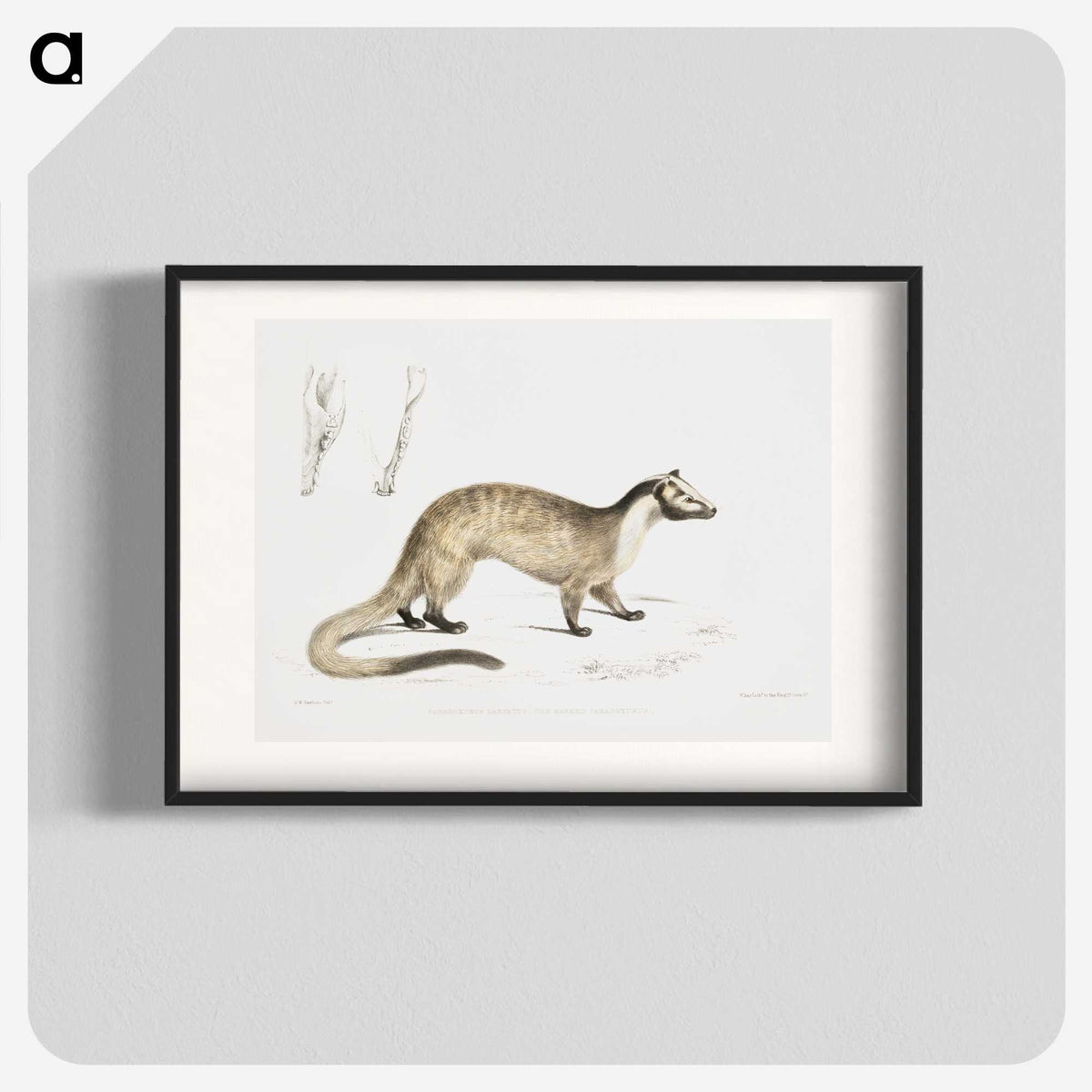 2-39_Indian-Zoology_blk