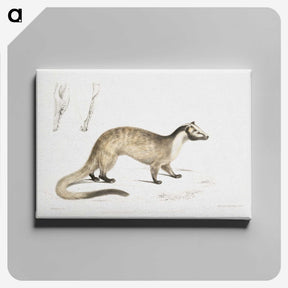 2-39_Indian-Zoology_canvas
