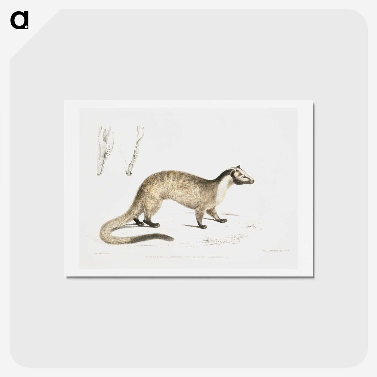 2-39_Indian-Zoology_hagaki