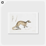 2-39_Indian-Zoology_hagaki