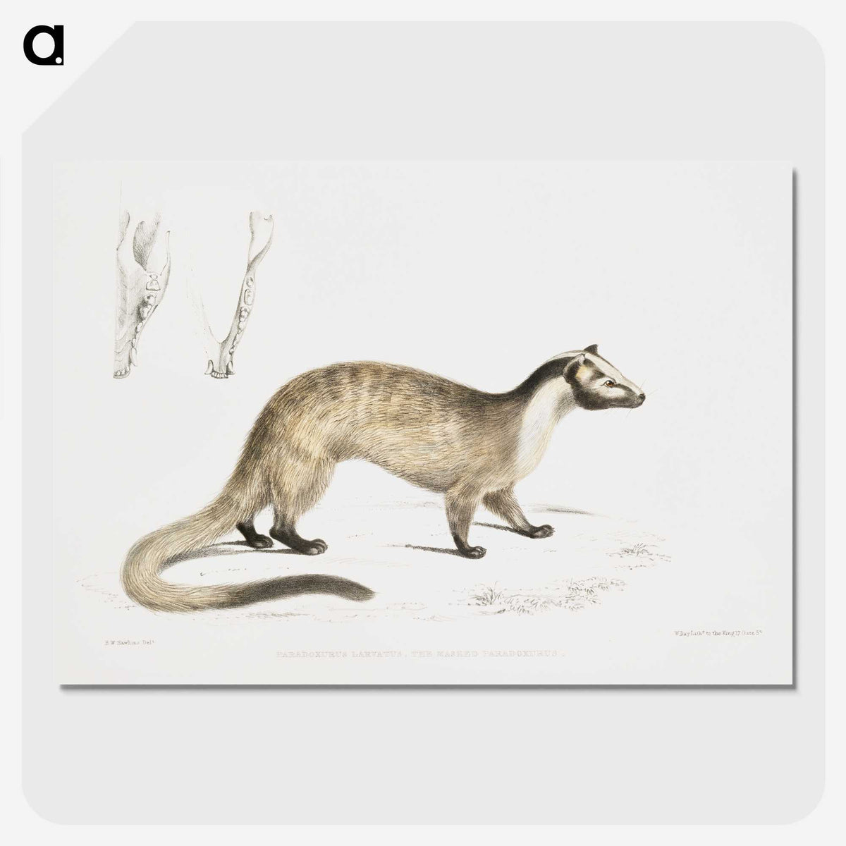 2-39_Indian-Zoology_picture-crop
