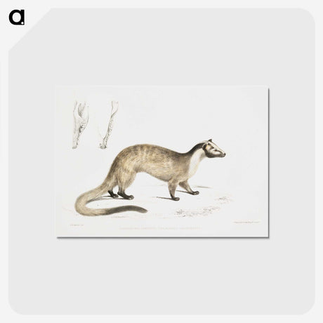 2-39_Indian-Zoology_postcard