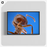 2-39_Insects-Unlocked-Project_blk-crop