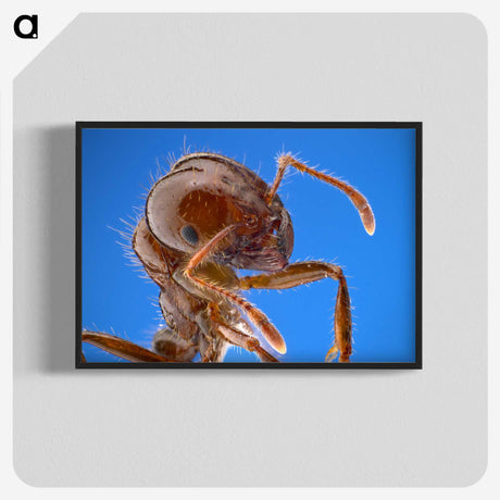 2-39_Insects-Unlocked-Project_blk-crop
