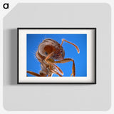 2-39_Insects-Unlocked-Project_blk