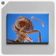 2-39_Insects-Unlocked-Project_canvas