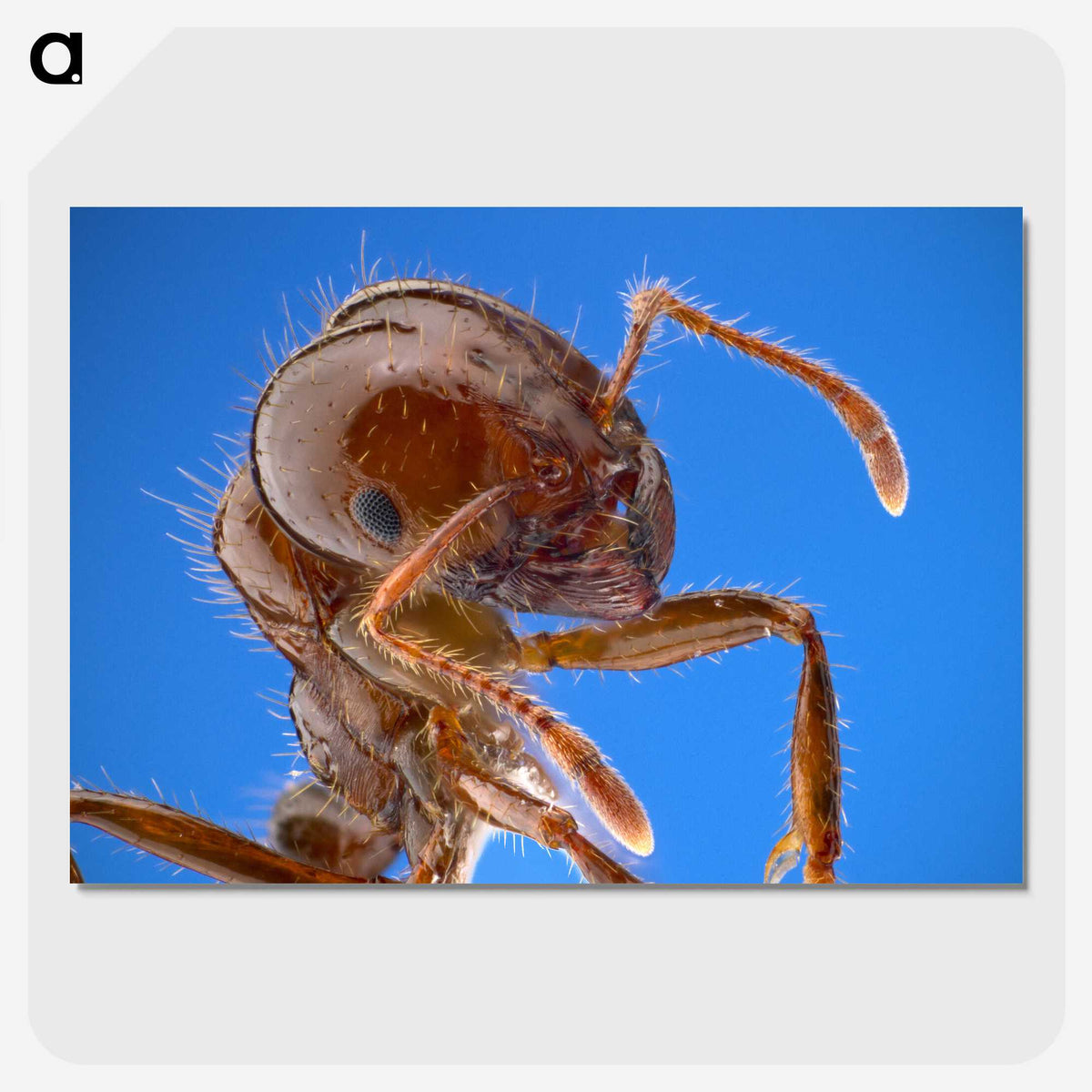 2-39_Insects-Unlocked-Project_picture-crop