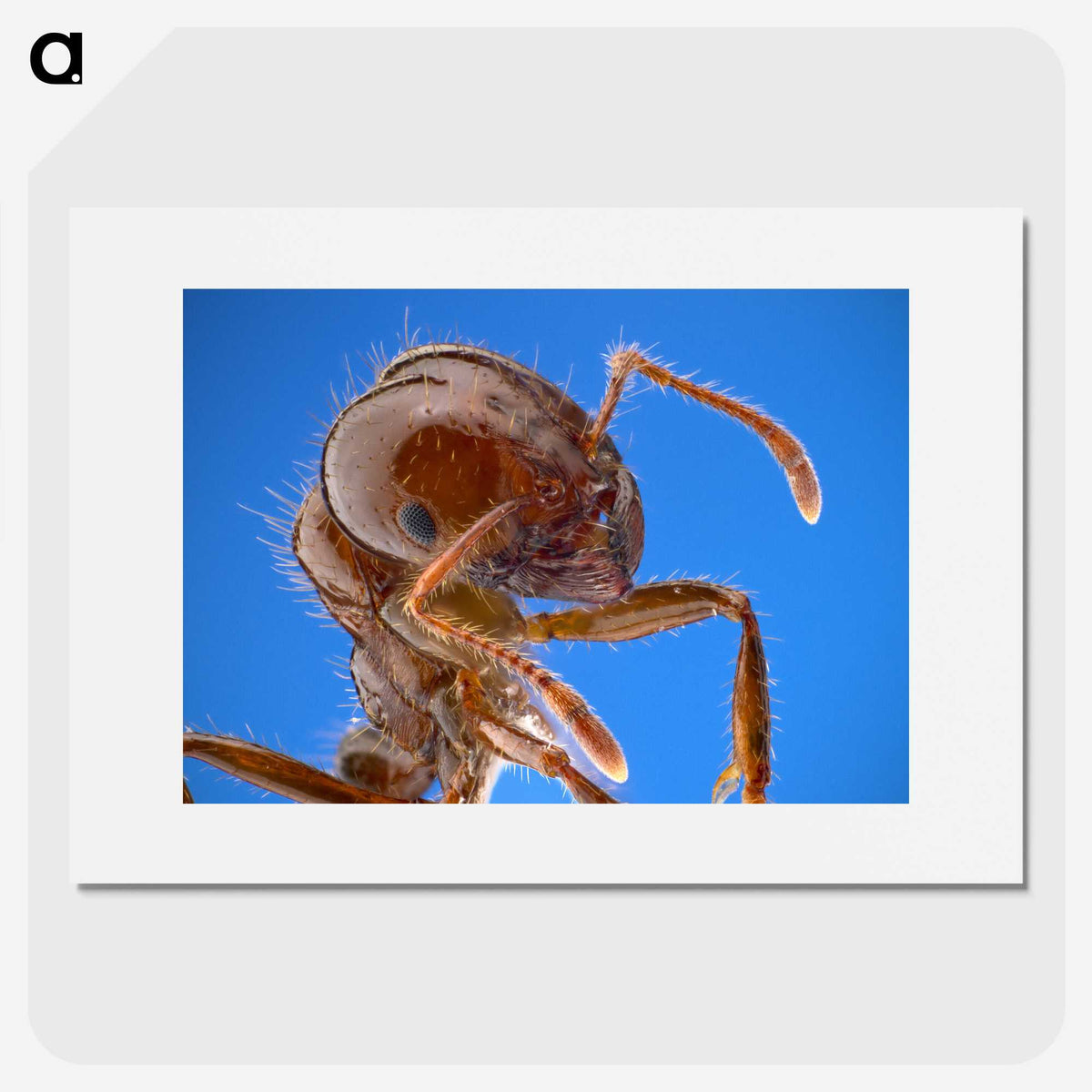 2-39_Insects-Unlocked-Project_picture