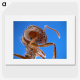 2-39_Insects-Unlocked-Project_picture