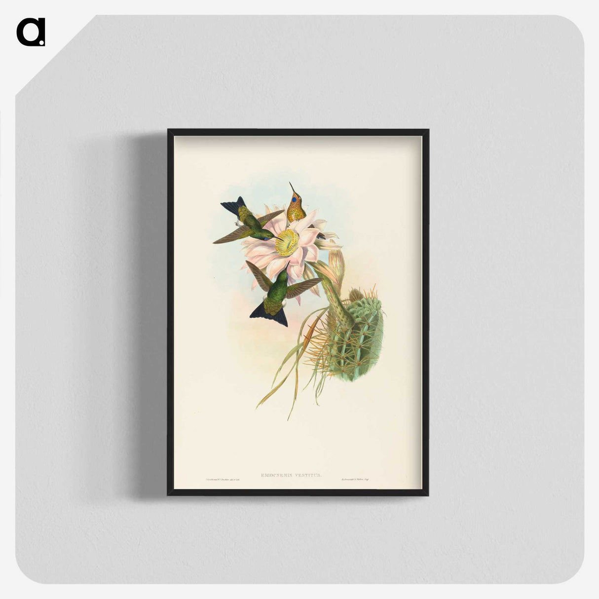 2-39_John-Gould_blk-crop