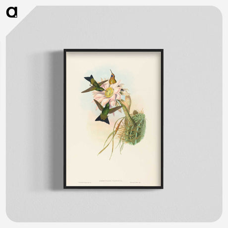 2-39_John-Gould_blk-crop