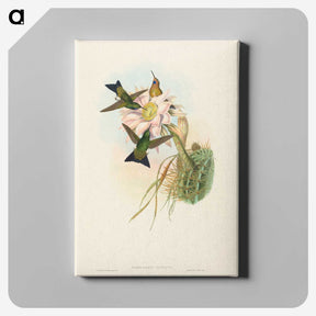 2-39_John-Gould_canvas