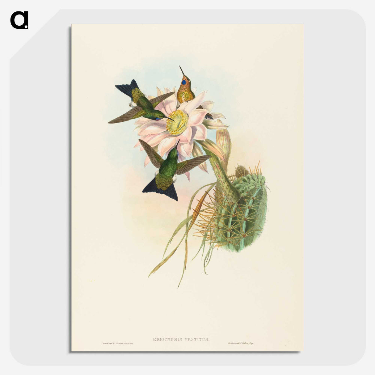 2-39_John-Gould_picture-crop