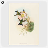 2-39_John-Gould_picture-crop