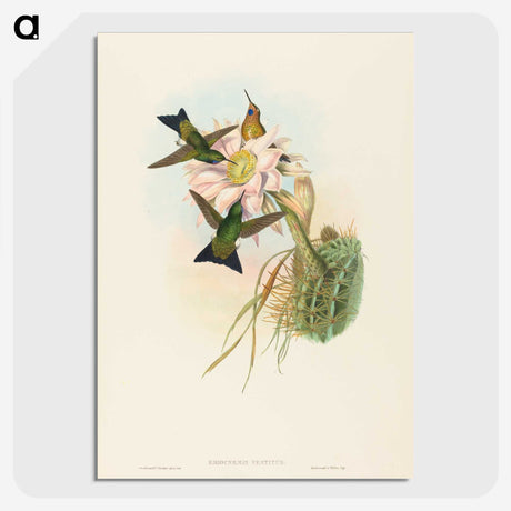 2-39_John-Gould_picture-crop