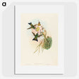 2-39_John-Gould_picture