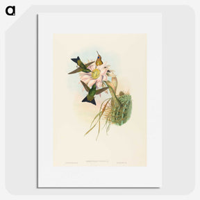 2-39_John-Gould_picture