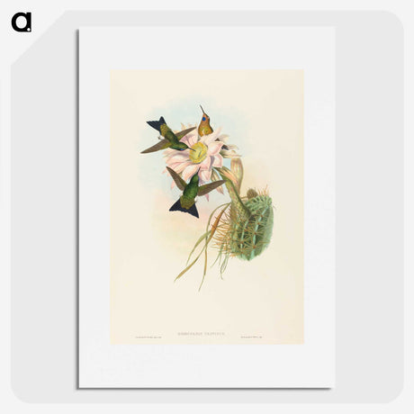 2-39_John-Gould_picture