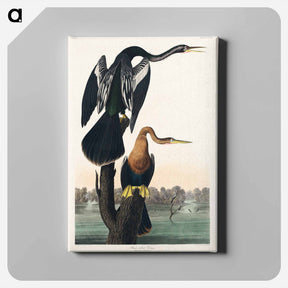 アートパネル-Black-bellied Darter
 - ジョン ジェームス オーデュボン Canvas.
