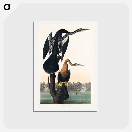 アートポストカード-Black-bellied Darter
 - ジョン ジェームス オーデュボン Postcard.