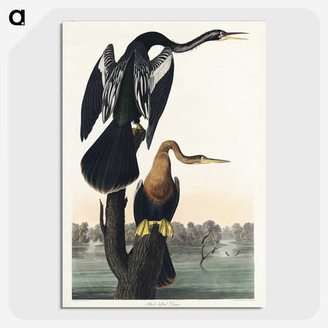 2-39_John-James-Audubon_picture-crop