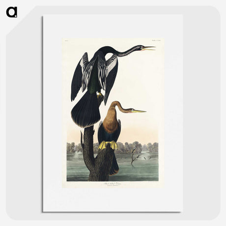 2-39_John-James-Audubon_picture