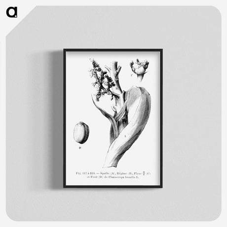 2-39_Les-Palmiers-Histoire-Iconographique_blk-crop