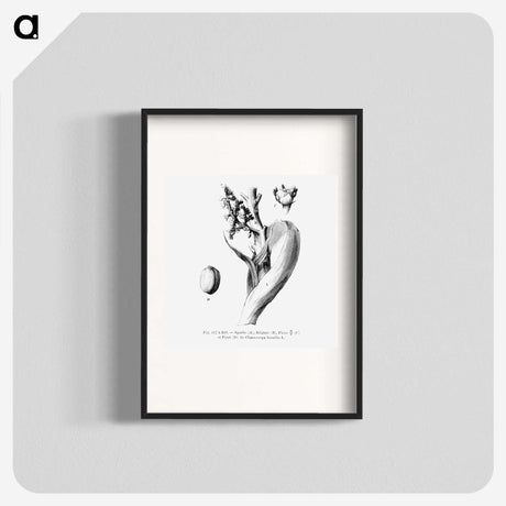 2-39_Les-Palmiers-Histoire-Iconographique_blk