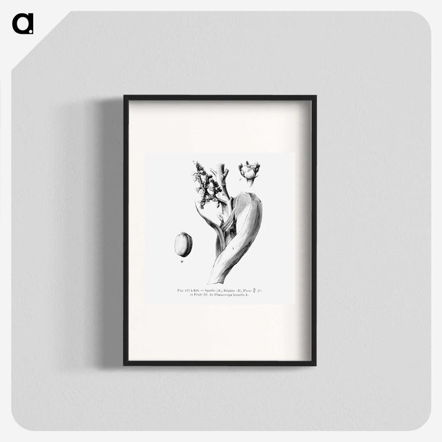 2-39_Les-Palmiers-Histoire-Iconographique_blk