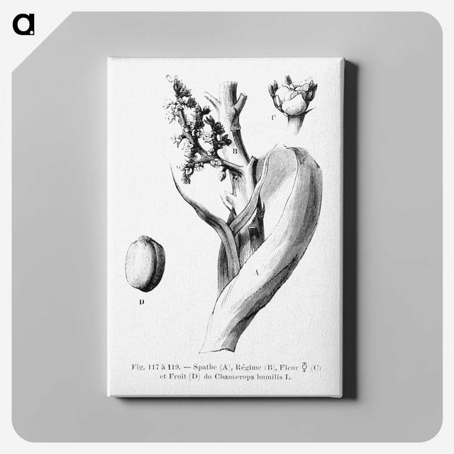 2-39_Les-Palmiers-Histoire-Iconographique_canvas